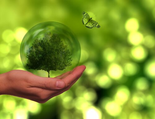 Une écogestalt au service du vivant, une post-formation animée par Bruno Rousseau